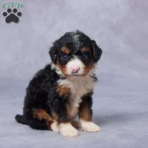 Lindy, Mini Bernedoodle Puppy